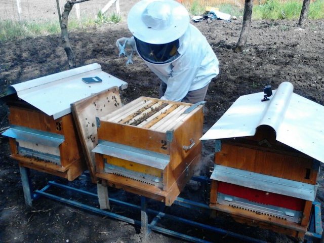 Primo Apiario 2015
